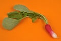 Radish and its tops close-up on orange background Royalty Free Stock Photo