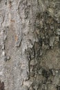 Close-up raw wooden texture background, fragile surface tree wallpaper in national forest