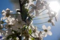 Close-up, ray of sunshine on blooming white cherry flowers