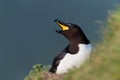 Close up of a Razorbill calling