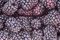 Close up ready to eat red berries Royalty Free Stock Photo