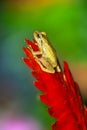 a close-up of the real coqui of Puerto Rico