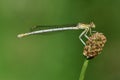 Close-up of a real feather dragonfly Platycnemis sitting on a blade of grass in front of a green background Royalty Free Stock Photo