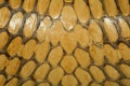 close up real king croba snake skin for animal pattern