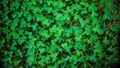 Close-up of real leaf clover on green shamrock field background. Clovers grass Royalty Free Stock Photo