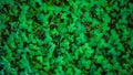 Close-up of real leaf clover on green shamrock field background. Clovers grass Royalty Free Stock Photo