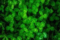 Close-up of real leaf clover on green shamrock field background. Clovers grass texture Royalty Free Stock Photo