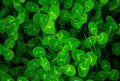 Close-up of real leaf clover on green shamrock field background. Clovers grass texture Royalty Free Stock Photo