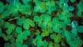 Close-up of real leaf clover on green shamrock field background. Top view Royalty Free Stock Photo