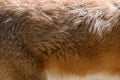 Close real red fox fur texture Royalty Free Stock Photo