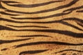 Close-Up, Real Skin Texture of Tiger