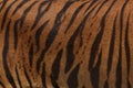 Close-Up, Real Skin Texture of Tiger