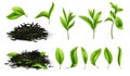 Close up realistic tea dried herbs and greens tea leaves isolated vector set Royalty Free Stock Photo