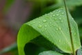 Leaves of tiger grass on rainy day