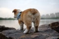 Rear butt of purebred cute brown corgi dog