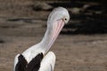 Australian Pelican with its bill tucked under its chin Royalty Free Stock Photo