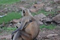 Close-up rear view of a mother gray langur with her infant clinging onto her