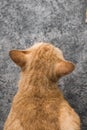 Close-up rear view of orange cat Royalty Free Stock Photo