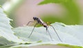 Close-up rear view of stilt legged fly