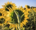 Close up rear view of yellow sunflowers in agriculture field