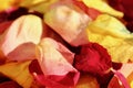 Close up of dead yellow and red rose petals in bright autumn sunshine