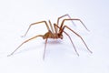 Close-up of a Recluse, brown, or violin spider. Loxoceles perched on a white surface Royalty Free Stock Photo
