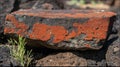 Close-up of Red Lichen on Dark Volcanic Rock Surface with Green Plant Sprout Royalty Free Stock Photo