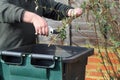 Close up of recycling garden waste. Royalty Free Stock Photo