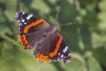 Close up of Red Admiral butterfly Vanessa atalanta Royalty Free Stock Photo