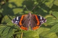 Close up of Red Admiral butterfly. Vanessa atalanta Royalty Free Stock Photo