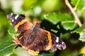 Close up of Red admiral butterfly Vanessa atalanta resting on a leaf on a sunny winter day, San Francisco Bay Area, California Royalty Free Stock Photo