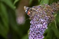 Close up of Red Admiral Butterfly wings folded feeding on purple buddleia Royalty Free Stock Photo