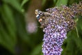 Close up of Red Admiral Butterfly wings folded feeding on purple buddleia