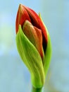 Close-up of red amaryllis in the bud