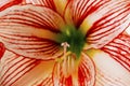 A close up of a red Amaryllis flower