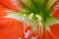 Close up of red amaryllis Royalty Free Stock Photo