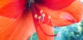 Close up of red Amaryllis (Amaryllidaceae) Royalty Free Stock Photo