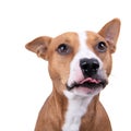 Close up red American Staffordshire terrier isolated on a white background. Dog showing tongue. Red American Pit Bull Terrier. Mix Royalty Free Stock Photo