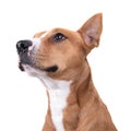 Close up red American Staffordshire terrier isolated on a white background.Side view. Red American Pit Bull Terrier. Mixed breed Royalty Free Stock Photo