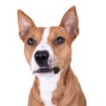 Close up red American Staffordshire terrier isolated on a white background.Smiling dog. Red American Pit Bull Terrier. Mixed breed Royalty Free Stock Photo