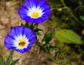 Close up of a red ant on a blue flower and background of green leaves Royalty Free Stock Photo