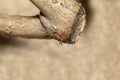 Close up red ant on brown stick tree in nature at thailand Royalty Free Stock Photo