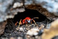 Close-up of a red ant emerging from its underground nest Royalty Free Stock Photo