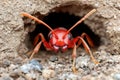 Close-up of a red ant emerging from its underground nest Royalty Free Stock Photo