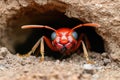 Close-up of a red ant emerging from its underground nest Royalty Free Stock Photo