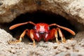 Close-up of a red ant emerging from its underground nest Royalty Free Stock Photo
