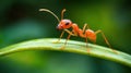 Close-up macro shot of an orange ant walking on a green leaf with blurred background Royalty Free Stock Photo