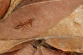 Close up red ant od dry leaf in nature Royalty Free Stock Photo