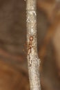 Close up red ant od dry stick tree in nature Royalty Free Stock Photo