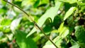 Close up red ant on stick tree in nature at thailand,red ant on tree branches and natural background Royalty Free Stock Photo